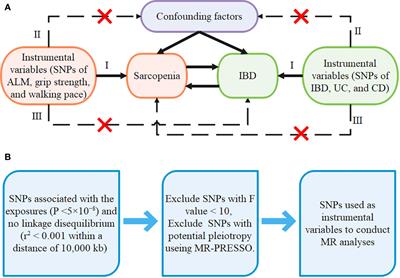 A bidirectional Mendelian randomization study of sarcopenia-related traits and inflammatory bowel diseases